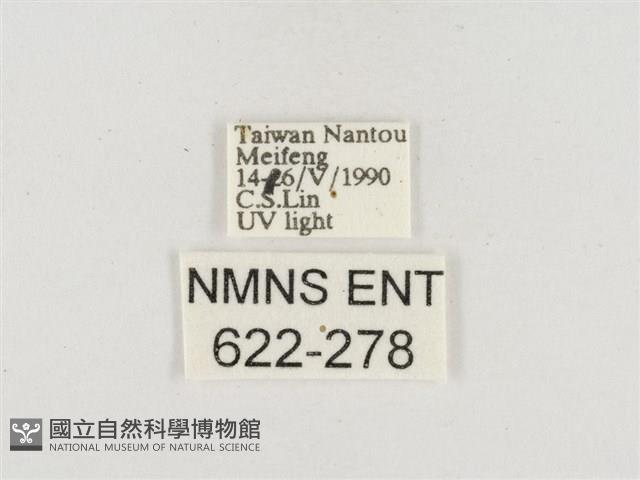 小白紋毒蛾藏品圖，第3張