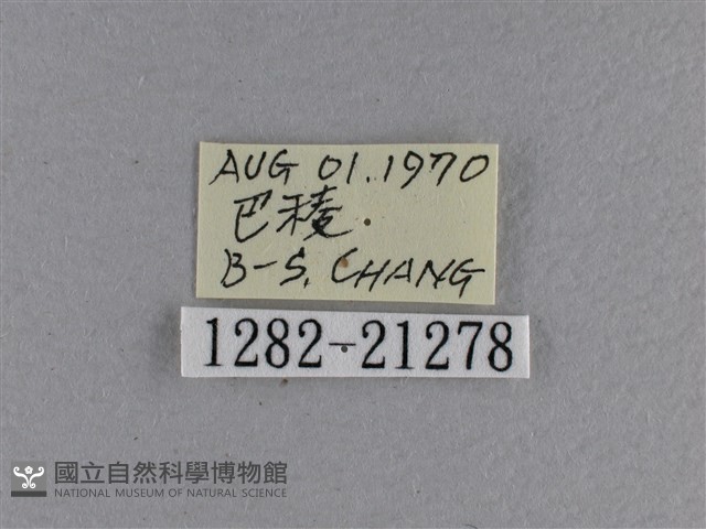 黃星弄蝶藏品圖，第3張