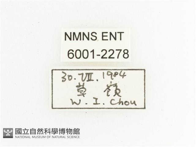 黃斑陷紋金龜藏品圖，第2張