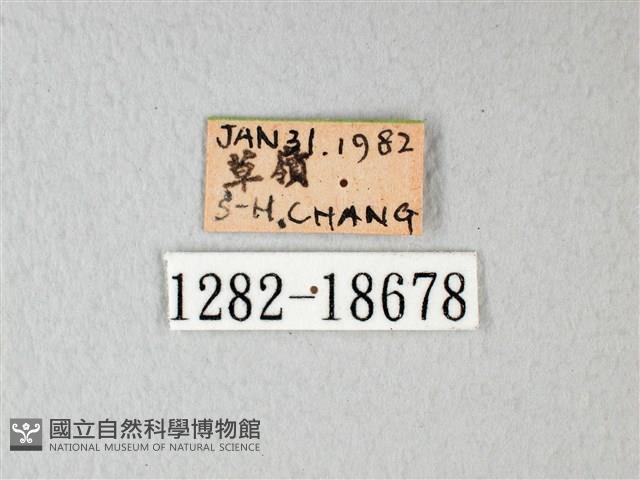 白粉蝶、紋白蝶藏品圖，第3張