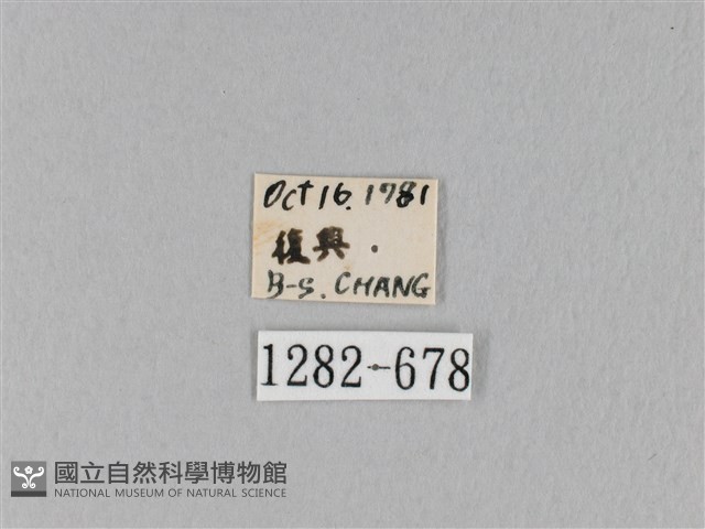 馬尾松枯葉蛾藏品圖，第3張