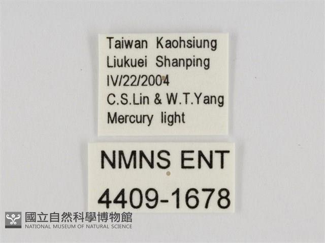 線紋篩蛾藏品圖，第3張