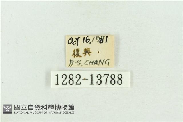 紅暈散紋夜蛾藏品圖，第3張