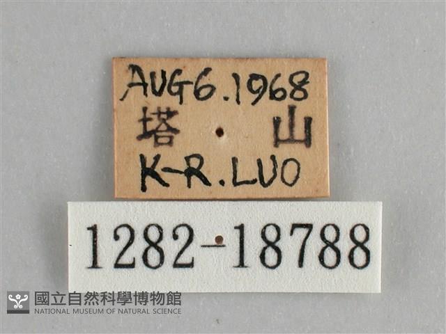 臺灣鉤粉蝶藏品圖，第3張