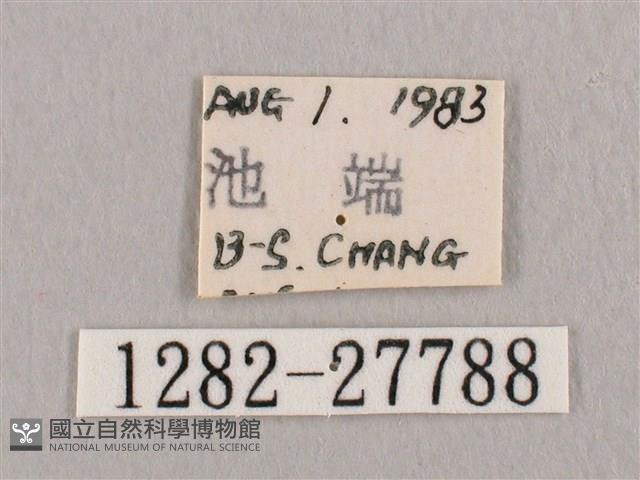 銀斑黃鉤蛾藏品圖，第3張