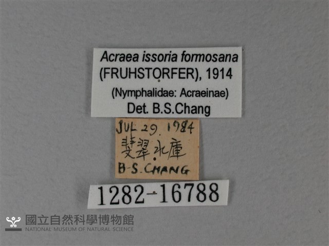 苧麻細蝶藏品圖，第3張