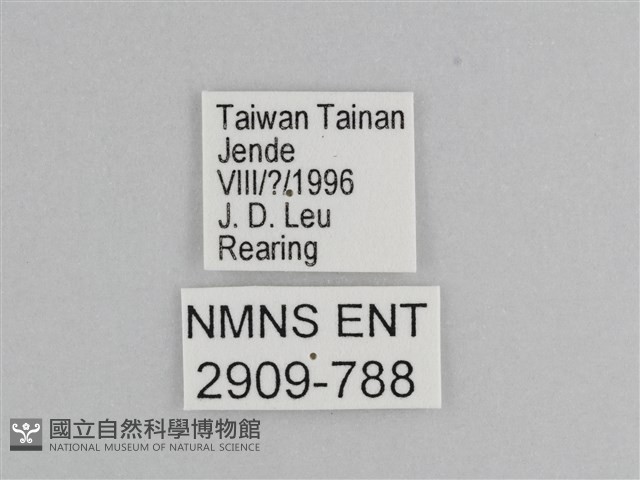 樺斑蝶藏品圖，第3張