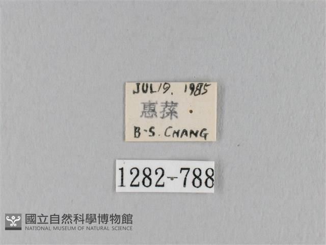 馬尾松枯葉蛾藏品圖，第3張