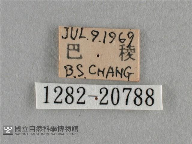 臺灣榿翠灰蝶藏品圖，第3張