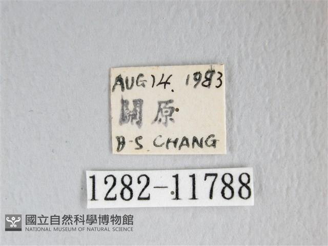 銀肩枯葉蛾藏品圖，第3張