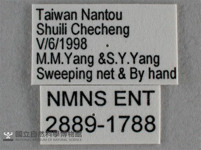 波灰蝶藏品圖，第3張