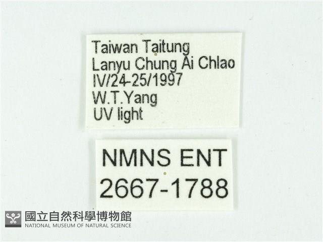 叉紋閃舞蛾藏品圖，第3張