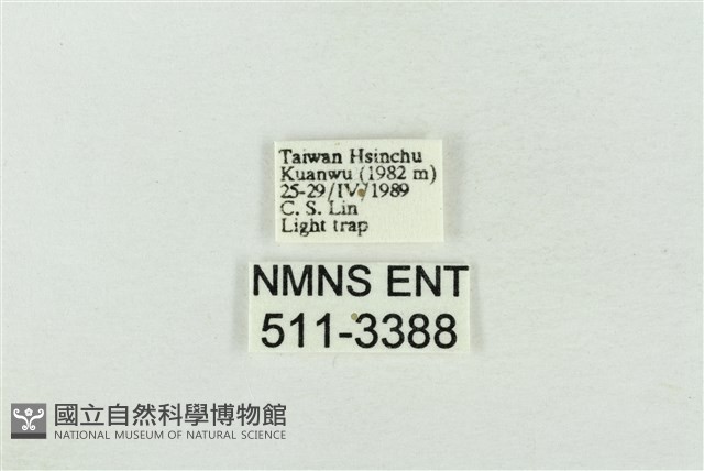 臺灣銀斑異波紋蛾藏品圖，第3張
