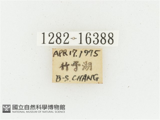 黃肩長腳花金龜藏品圖，第2張