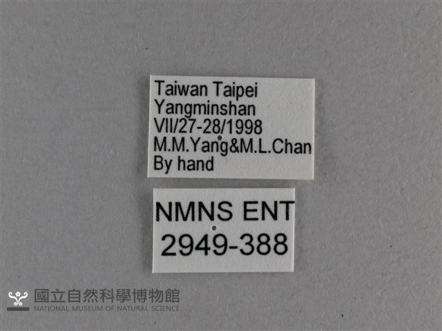臺灣斑眼蝶藏品圖，第3張