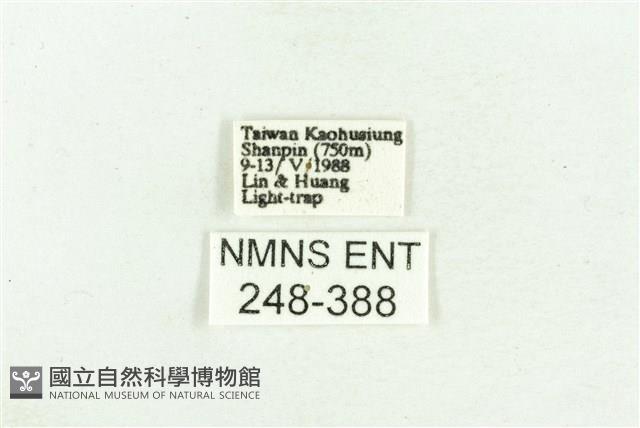 臺灣斑蕊夜蛾藏品圖，第3張