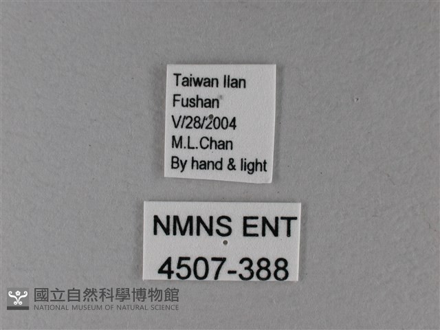 雙色帶蛺蝶藏品圖，第3張