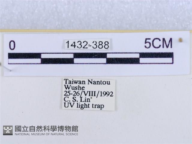 後凸蝶燈蛾藏品圖，第3張