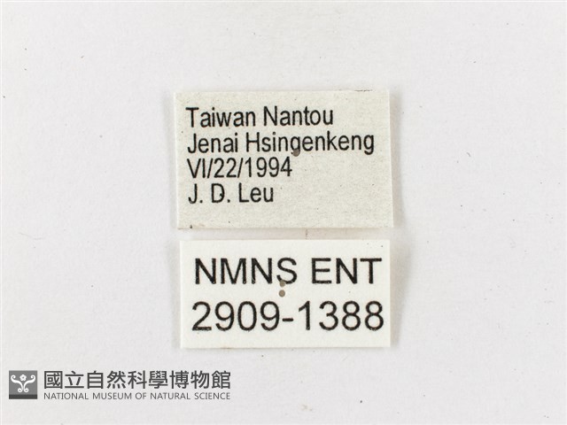 黃斑蔭眼蝶藏品圖，第3張