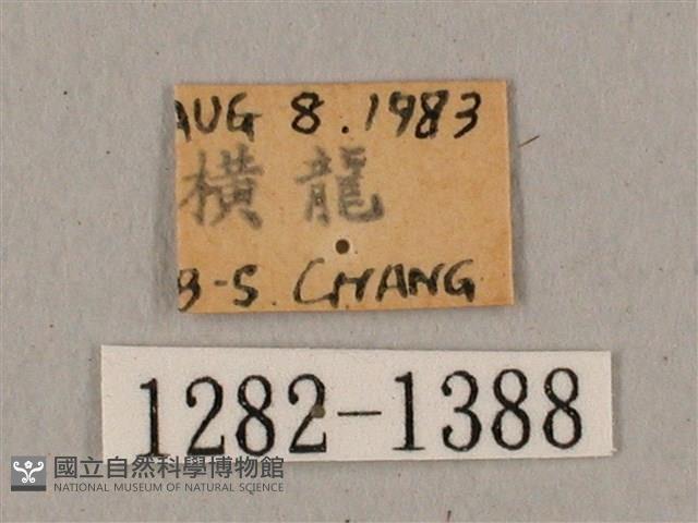 廣東鷹翅天蛾藏品圖，第3張