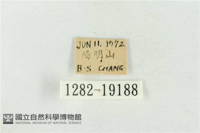 印華波紋蛾藏品圖，第3張