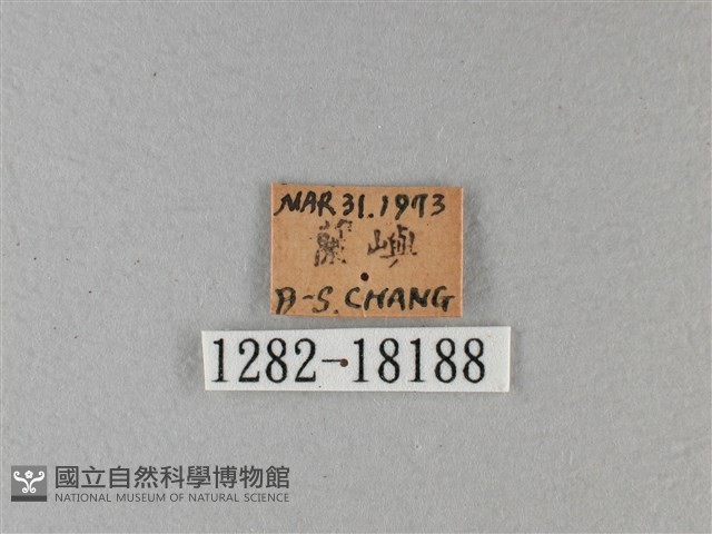 黑脈樺斑蝶藏品圖，第3張