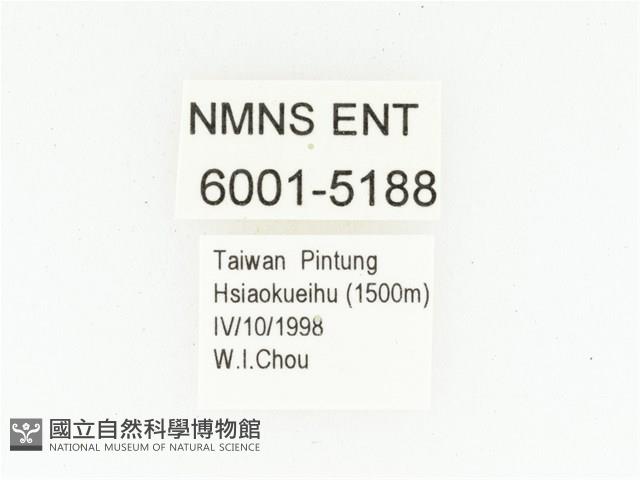 灰斑擬黑花金龜藏品圖，第2張