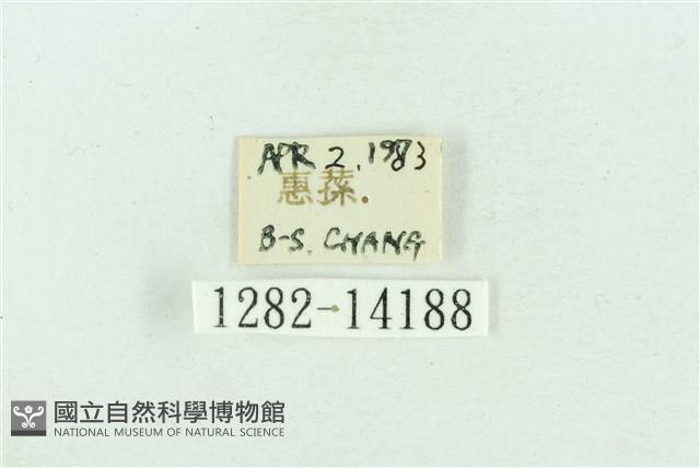 粉紅帶散紋夜蛾藏品圖，第3張