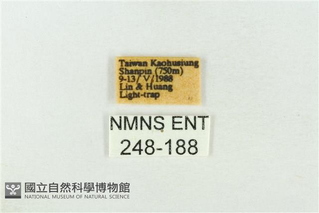 基褐綠刺蛾藏品圖，第3張