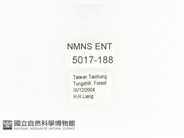 暗藍扁騷金龜藏品圖，第2張