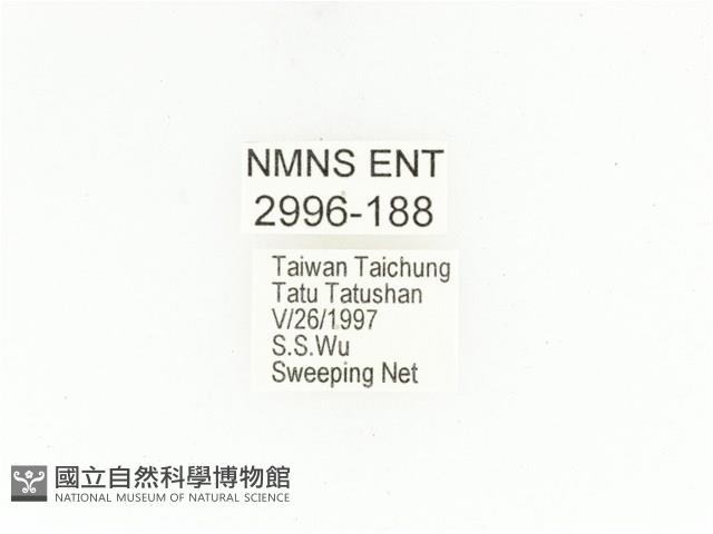 銅點花金龜藏品圖，第2張