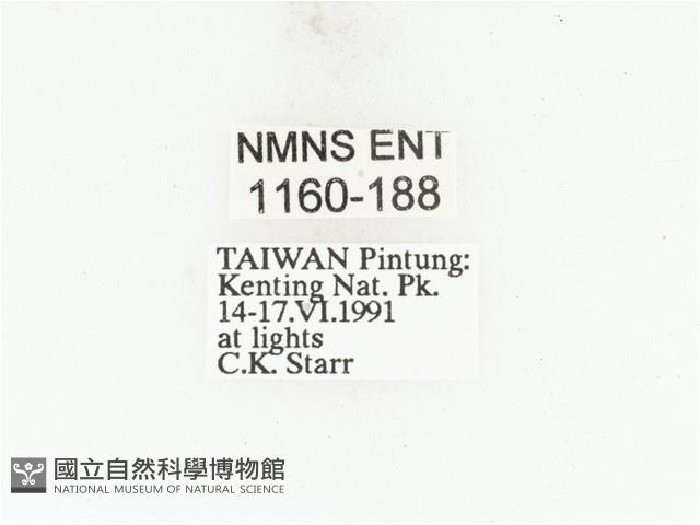 藍艷白點花金龜藏品圖，第2張