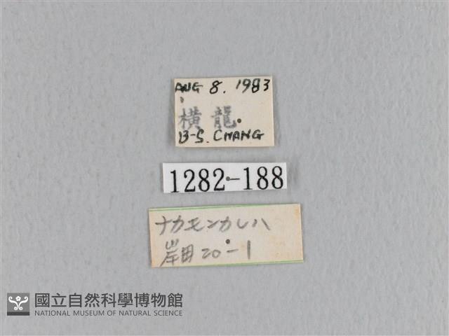 大褐斑枯葉蛾藏品圖，第3張