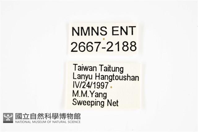 大圓斑球背象鼻蟲藏品圖，第2張