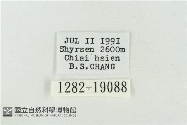 印華波紋蛾藏品圖，第3張