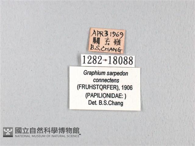 青帶鳳蝶藏品圖，第3張