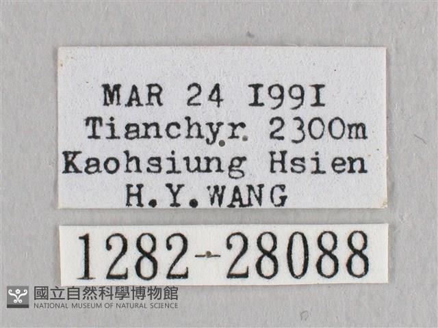 銀端帶鉤蛾藏品圖，第3張