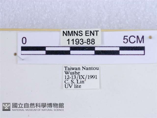 粉蝶燈蛾藏品圖，第3張