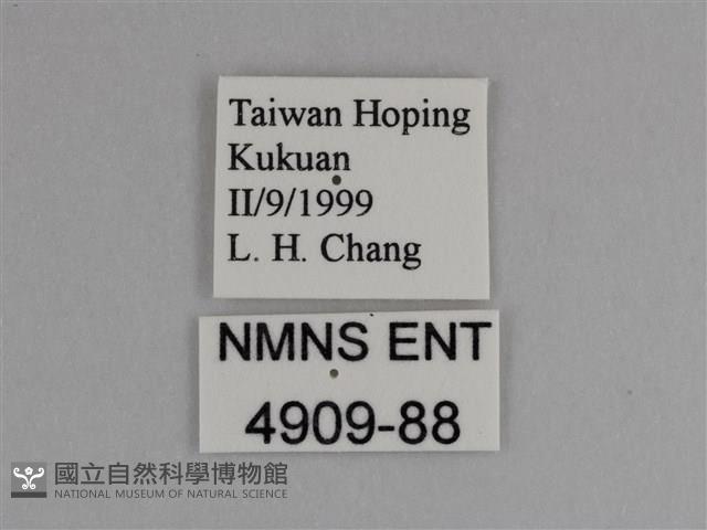 豔粉蝶藏品圖，第3張