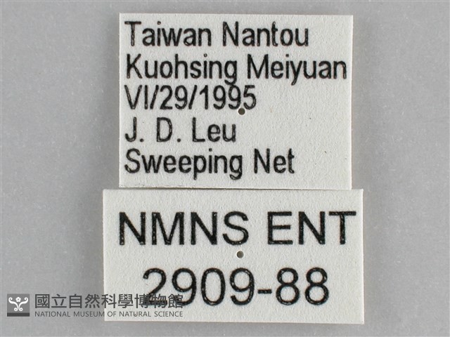 網絲蛺蝶、石牆蝶藏品圖，第3張