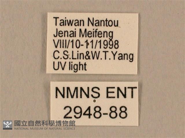 棕綠背線天蛾藏品圖，第3張