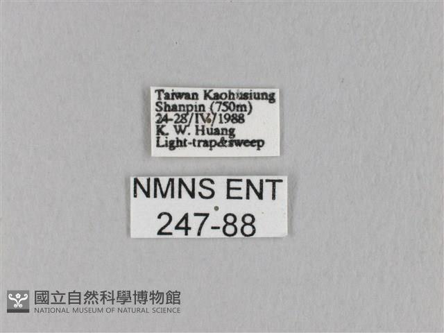 竹黃斜帶枯葉蛾藏品圖，第3張