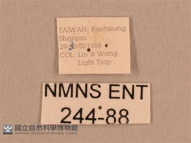 背線天蛾藏品圖，第3張