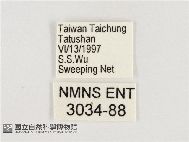 暮眼蝶、樹蔭蝶藏品圖，第3張