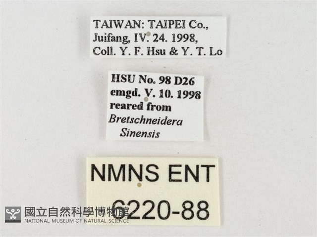 飛龍白粉蝶藏品圖，第3張