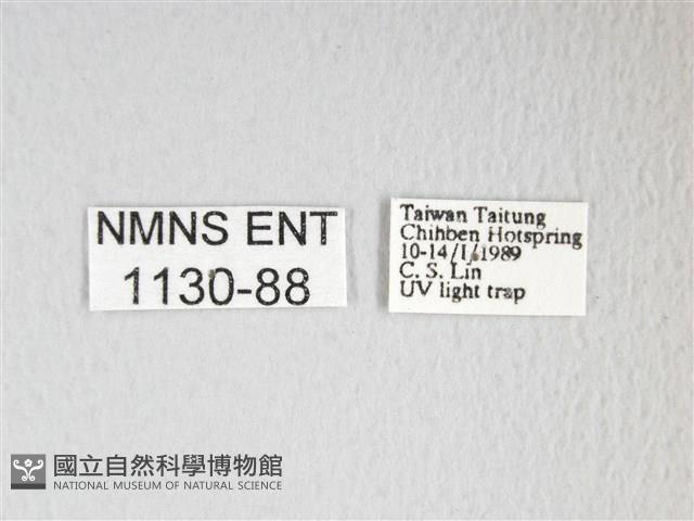 黃豹天蠶蛾藏品圖，第3張