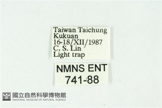 白斑散紋夜蛾藏品圖，第3張