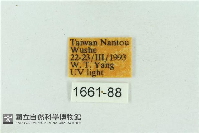 菊池污燈蛾藏品圖，第3張