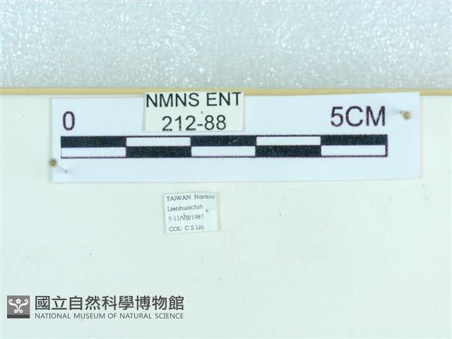 粉蝶燈蛾藏品圖，第3張