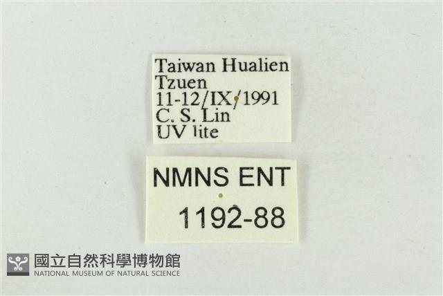 印華波紋蛾藏品圖，第3張